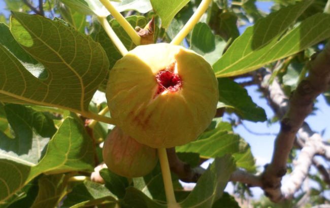 Figue blanche de Beni Maouche
