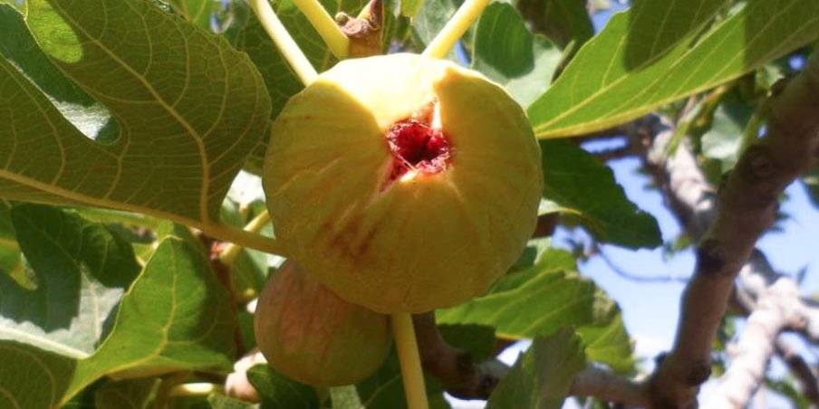 Figue blanche de Beni Maouche