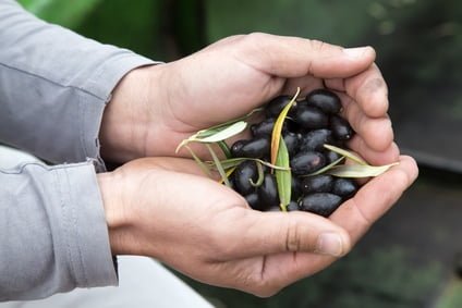 Manos de agricultor con aceitunas oléologie kabylie