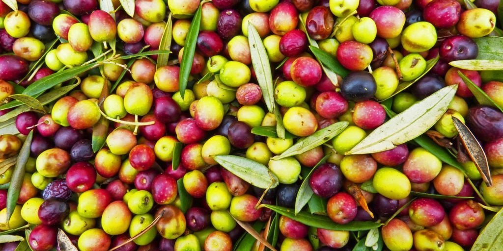 acheter huiles d’olive de Kabylie acheter huiles d'olive de Kabylie