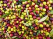 acheter huiles d'olive de Kabylie