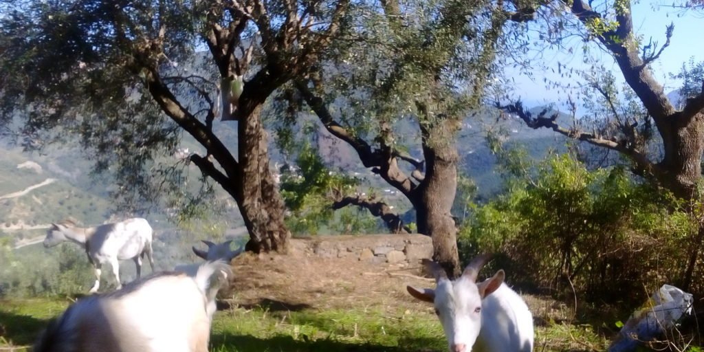 entretien des oliviers Kabylie