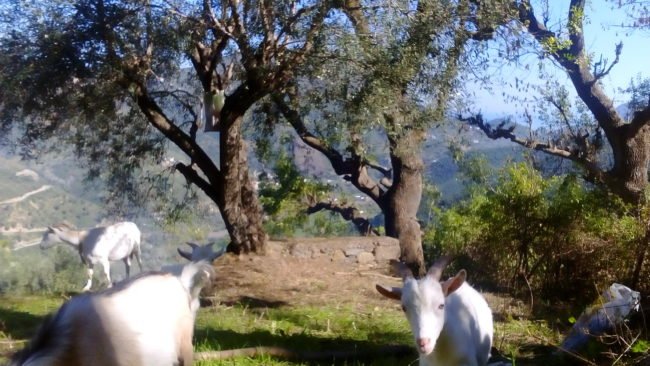entretien des oliviers Kabylie