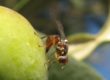 mouche de l'olive