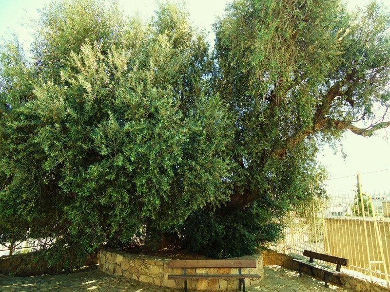 olivier de Saint Augustin