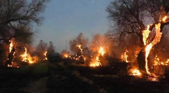 incendie oliviers kabylie