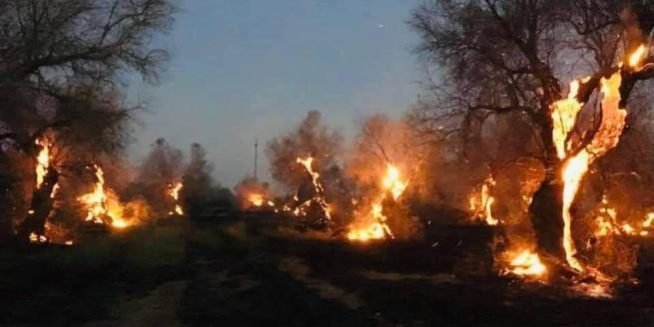 incendie oliviers kabylie
