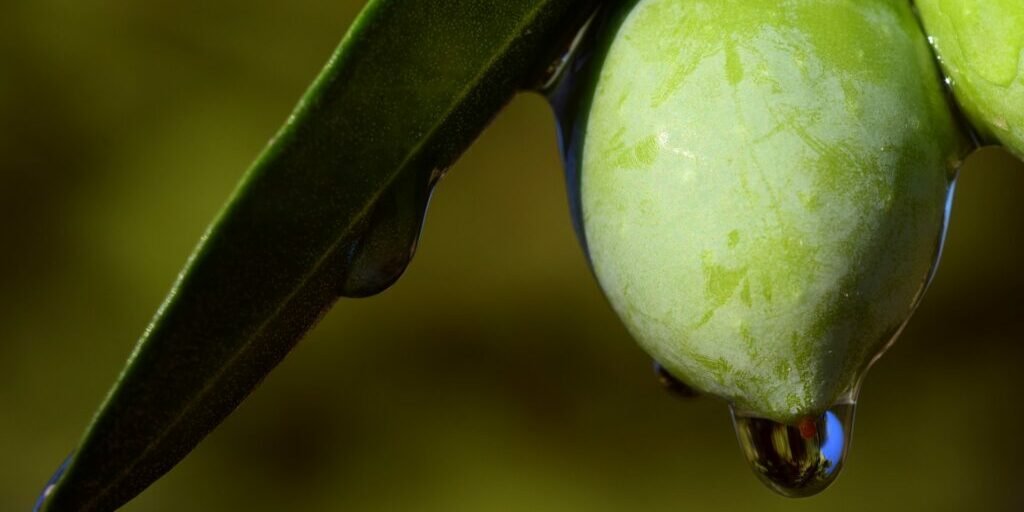 olive-2691587_1920
