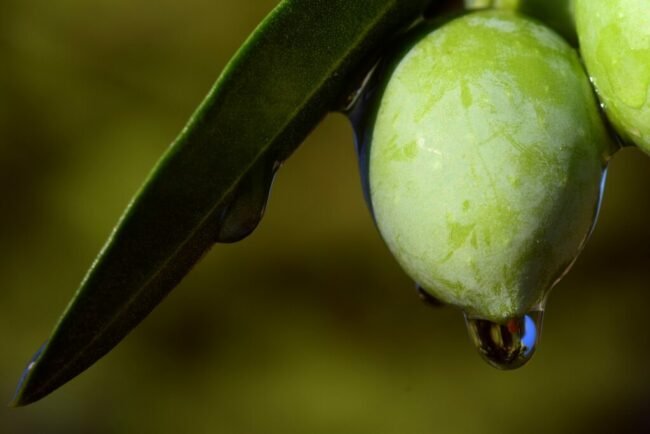olive-2691587_1920