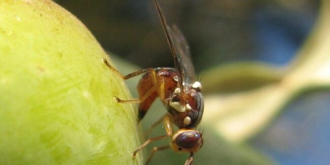 mouche-de-lolive-huile-dolive-de-kabylie-1024×512