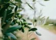 selective focus photography of green leafed plant