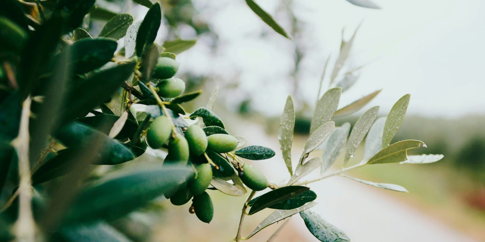selective focus photography of selective focus photography of green leafed plant