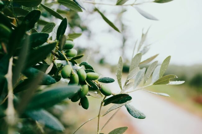 selective focus photography of selective focus photography of green leafed plant