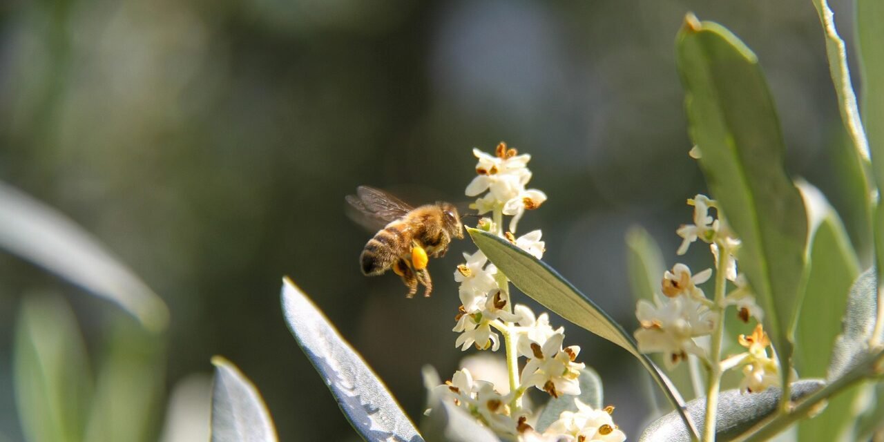 pollen d'olivier ,huile d'olive de kabylie.