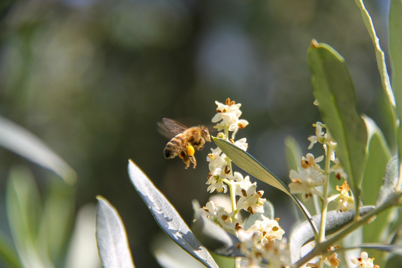 pollen olivier 2 pollen d'olivier ,huile d'olive de kabylie.