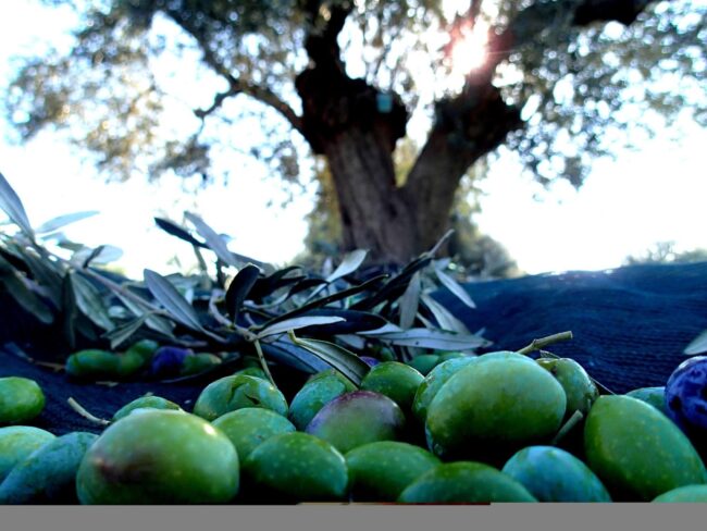 olive et olivier